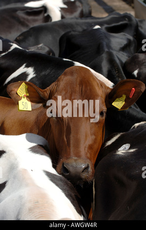 La vache laitière dans un troupeau de celles en noir et blanc lors d'une vente en Cumbria England Banque D'Images