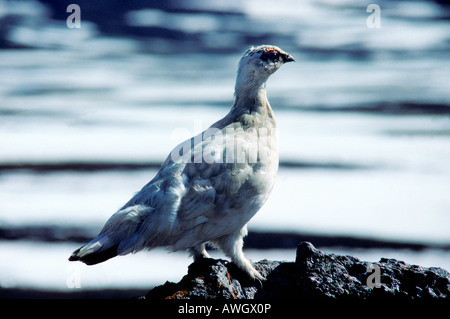 Lagopede Alpenschneehuhn Lagopus muta Lagopède alpin Lagopus mutus femme Schneehuehner marche sur neige Alpen Alpen Schneehuhn animal Banque D'Images