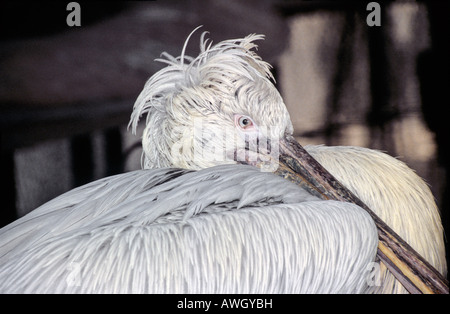 Pelican-Pelecanus Australasian conspicillatus-Famille Pelecanidae Banque D'Images