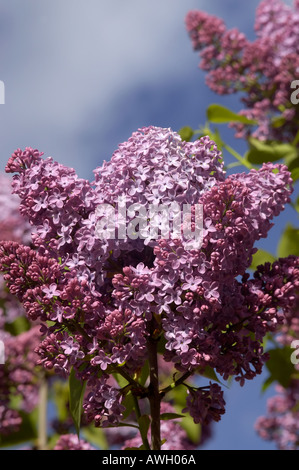 Violet lilas Syringa sorte de plante shot s'élevant au-dessus du lanceur Banque D'Images