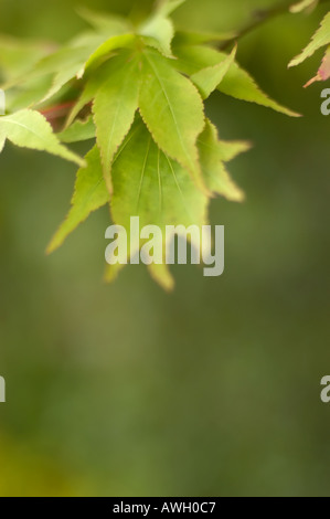 Acer palmatum leaf sur fond vert Banque D'Images