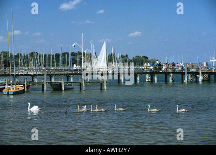 L'Allemagne, la Haute-Bavière (Sud), Dießen, swan (Cygnus olor) avec six sceaux disponibles sur le lac Ammersee et, en arrière-plan, Banque D'Images