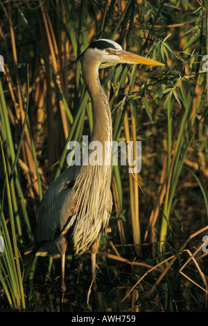 Grand héron Ardea herodias ou se dresse le long des roseaux dans la lumière du matin de l'Everglades de Floride Banque D'Images