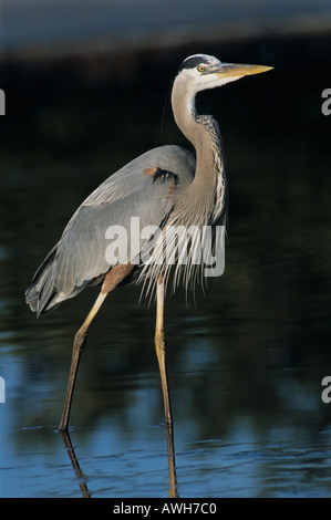 Un grand héron bleu régal, statuesque et à longues pattes de l'espèce Ardea herodias se pose comme un modèle de mode ou un modèle de piste dans les Everglades. Banque D'Images