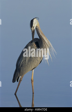 Grand héron Ardea herodias ou frappe un timide posent comme il preens ses plumes Banque D'Images