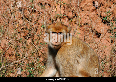 Maroc Maroc Central Cascades d singe macaque Ouzoud Barbary Ape photographié dans les bois près des chutes Banque D'Images