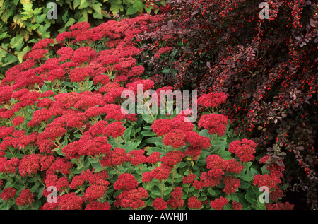 Frontière automne Sedum spectabile 'Autumn Joy' Berberis Rose Glow sédums Septembre Banque D'Images