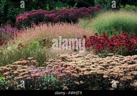 Pensthorpe, Sedum, échinacée, Persicaria, Panicum virgatum 'Stri Banque D'Images