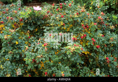 Rosa 'Fru Dagmar Hastrup', rugosa rose, roses, baies, fruits d'automne, les hanches, plante de jardin Banque D'Images