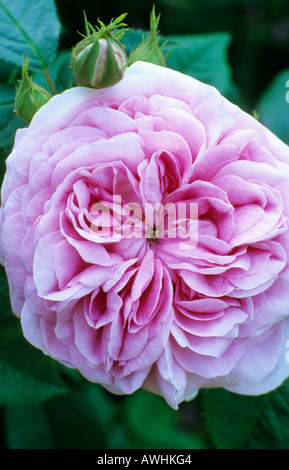 Rosa 'reine du Danemark, syn. 'Konigin von Danemark', Alba rose, fleur rose, jardin planter des roses Banque D'Images