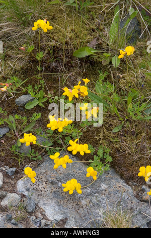 Les oiseaux communs Lotier corniculé Lotus corniculatus Isle of Mull Ecosse Banque D'Images