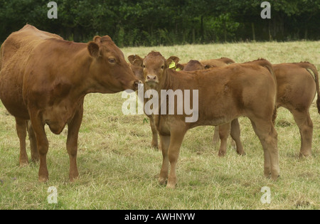 S'il lèche la vache veau dans un champ près de Ampthill UK Bedfordshire Banque D'Images