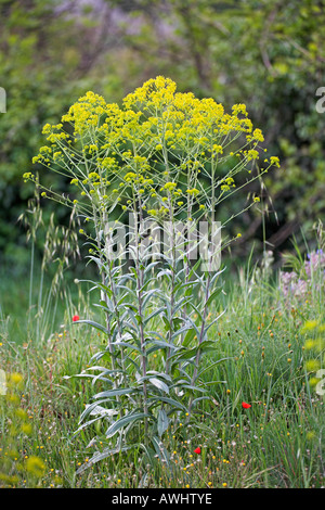 Pastel Isatis tinctoria poussant dans un jardin cultivé près de Corte Corse France Banque D'Images