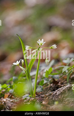 Poireau Allium triquetrum trois coincés dans les bois de la vallée de la Restonica près de Corte Corse France Banque D'Images