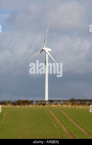 Turbine éolienne à côté d'un champ de blé de printemps planté pour la production de carburant bio montrant deux sources de puissance alternitive Cumbria Banque D'Images