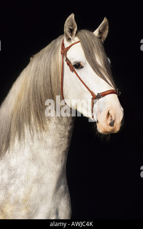 Cheval andalou (Equus caballus), portrait d'étalon avec harnass sur fond sombre Banque D'Images