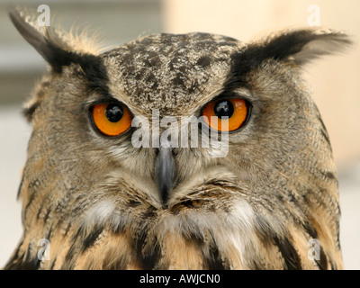 La face d'un grand hibou. Banque D'Images