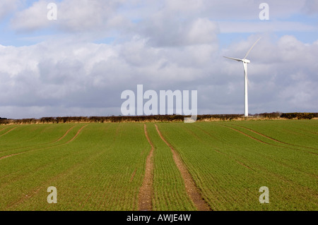 Turbine éolienne à côté d'un champ de blé de printemps planté pour la production de carburant bio montrant deux sources d'alimentation de rechange Cumbria Banque D'Images