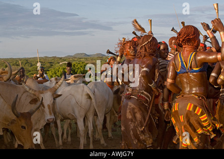 Les femmes de la tribu Hamer Dance les Bulls en une ligne avant une jeune Intiate saute le dos, Dimeka, Ethiopie Banque D'Images