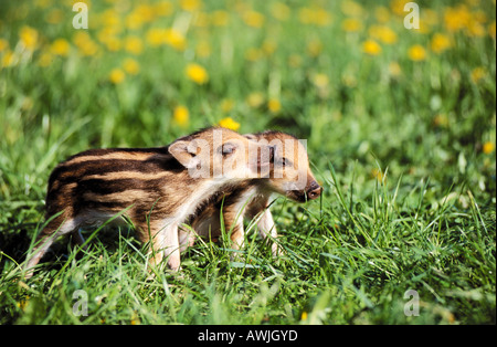 Le sanglier - deux shoats sur prairie / sus scrofa Banque D'Images