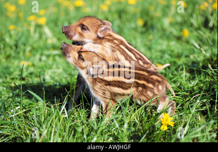 Le sanglier - deux shoats sur prairie / sus scrofa Banque D'Images
