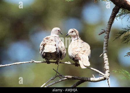 Colombe eurasienne (Streptopelia decaocto). Couple sur une brindille Banque D'Images