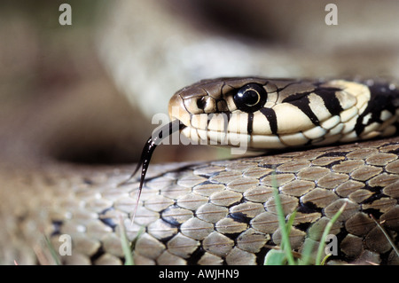 Serpent d'herbe (Natrix Natrix), portrait Banque D'Images