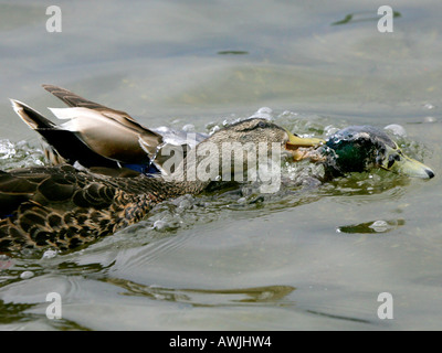 Une femelle Canard colvert Canard colvert mâle un attaquant. Banque D'Images