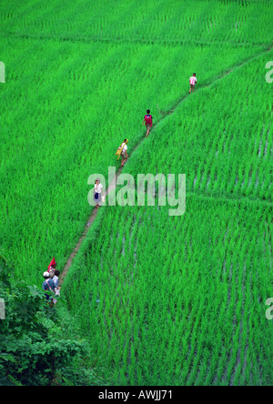 Les enfants marcher sur chemin à travers les rizières, vue aérienne Banque D'Images