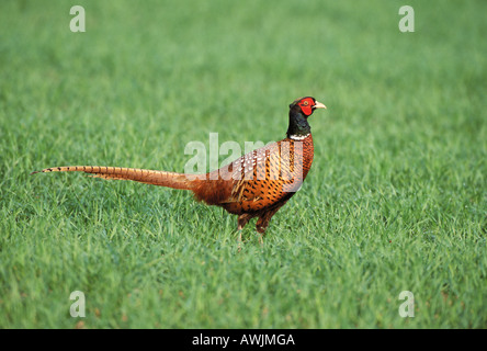 Le Faisan de Colchide Phasianus colchicus / meadow Banque D'Images