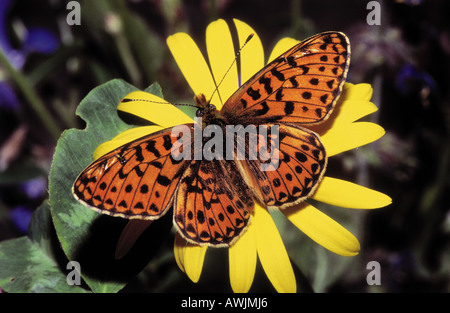 Niobe fritillary Argynnis niobe sur blossom / Banque D'Images