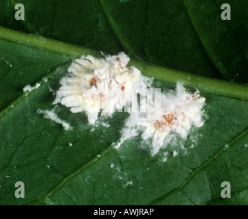 Cottony coussin insectes échelle Icerya sp. Sur une feuille de café Kenya Banque D'Images