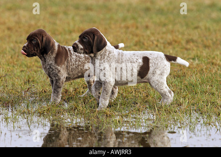 Braque allemand. Deux chiots debout sur le bord de l'eau Banque D'Images