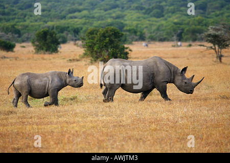 Le rhinocéros noir avec cub / Diceros bicornis Banque D'Images