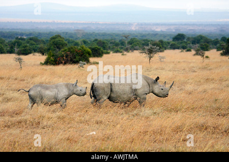 Le rhinocéros noir avec cub / Diceros bicornis Banque D'Images