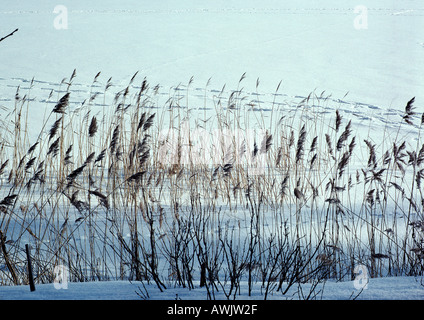 La Suède, les mauvaises herbes qui poussent en sol couvert de neige Banque D'Images