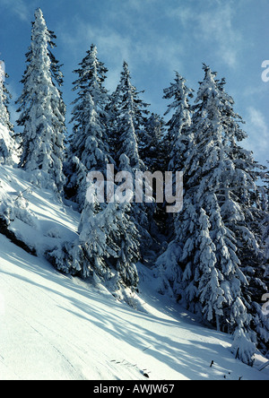 La Suède, sapins couverts de neige sur la pente enneigée en face de ciel bleu Banque D'Images