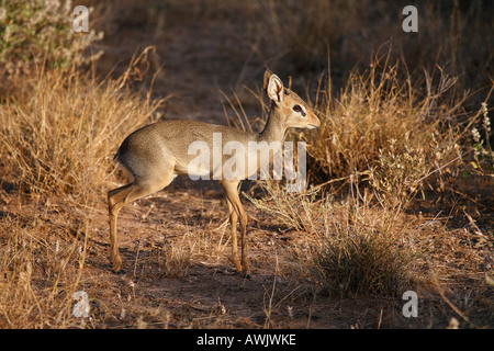 Dik-dik - latéral / Madoqua kirkii permanent Banque D'Images