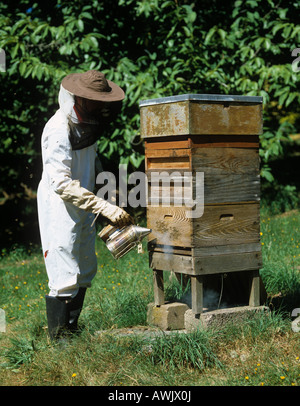 Fumer dans votre entrée à l'apiculteur de la ruche miel pour calmer les abeilles Banque D'Images
