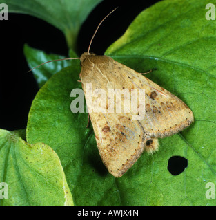 Espèce de coton africain ou old world bollworm, Helibcoverpa armigera, sur une feuille de coton. Banque D'Images