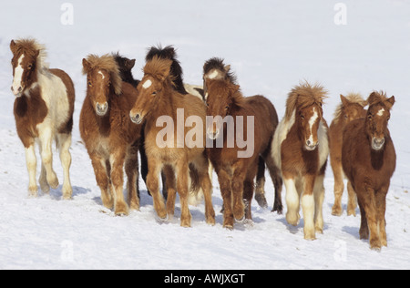 Cheval islandais (Equus caballus). Troupeau dans la neige Banque D'Images