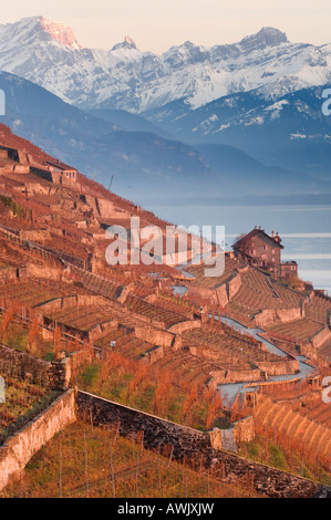 Coucher du soleil dans l'Unesco, vignobles de Lavaux dans le lac de Genève, Suisse Banque D'Images