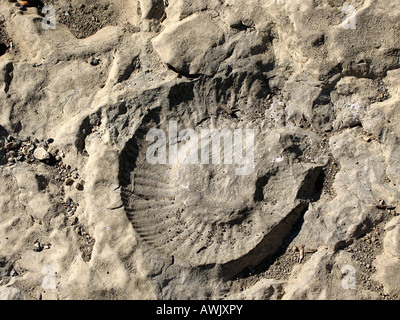 Combustibles ; 200 millions d'années de la période d'ammonite Jurrasic, sur les rives de la rivière Cèze, Cévennes, France. 2007 Banque D'Images