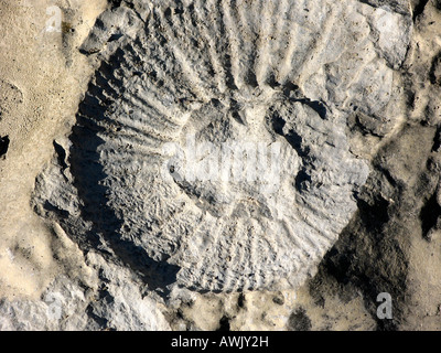 Combustibles ; 200 millions d'années de la période d'ammonite Jurrasic, sur les rives de la rivière Cèze, Cévennes, France. 2007 Banque D'Images