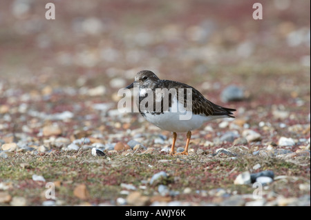 Tournepierre à collier Arenaria interpres hot Salthouse Norfolk Angleterre Mars Banque D'Images