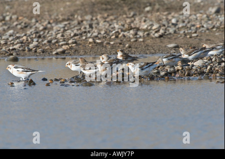 Bruant des neiges Plectrophenax nivalis troupeau Salthouse Norfolk Angleterre potable Mars Banque D'Images