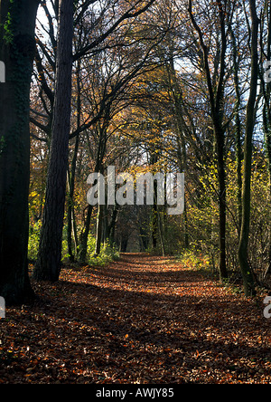 Chemin à travers les bois en automne. Banque D'Images