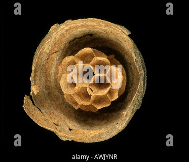 Petite première saison prochaine d'une guêpe Vespula Vulgaris avec quelques cellules peigne construit par une reine Banque D'Images