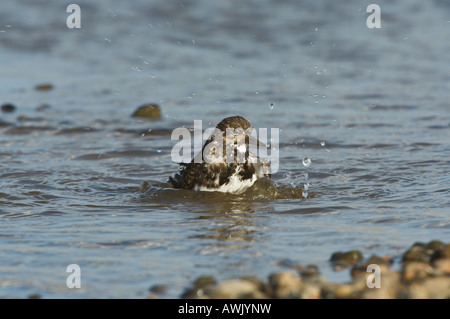 Tournepierre à collier Arenaria interpres baignade en eau peu profonde le CLAJ-next-Sea Norfolk Angleterre Mars Banque D'Images