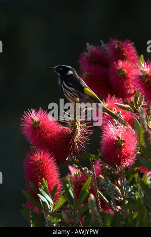 Albany Bottlebrush Callistemon (glaucus) fleurs avec miel New Holland (Phylidonyris novaehollandiae) mangeur de l'ouest de l'Australie Banque D'Images